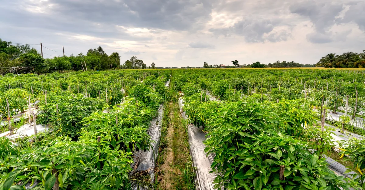 CINTURÓN HORTÍCOLA | Crisis en las quintas platenses: quinteros descartan verduras por la caída de ventas