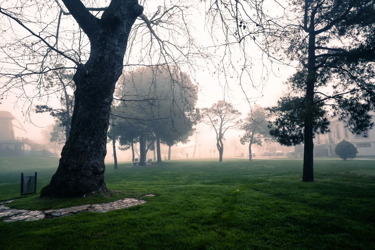 PATRIMONIO URBANO | Reclaman un plan ambiental urgente para proteger el Paseo del Bosque