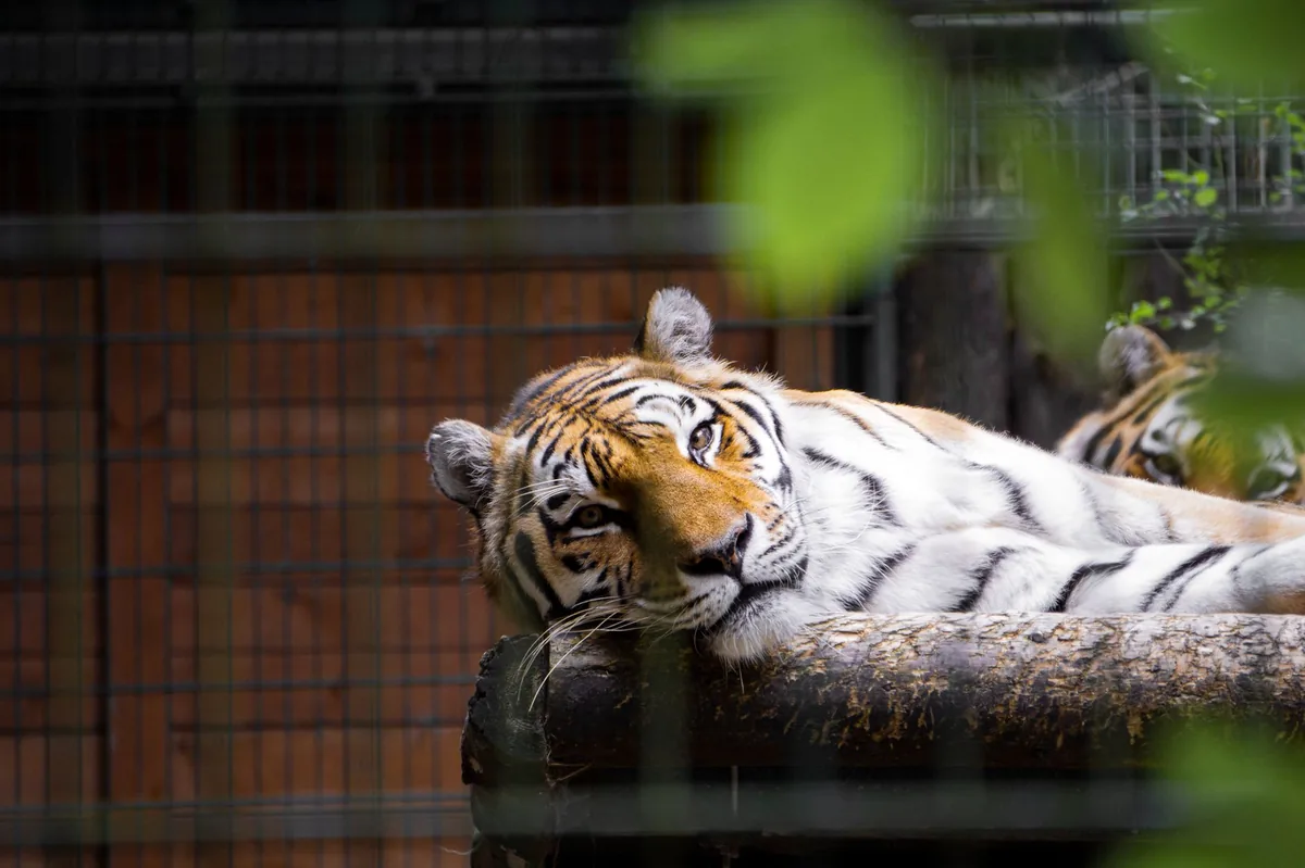 TRAGEDIA EN REINO UNIDO | Identifican al joven que murió tras ser atacado por un tigre en un zoológico