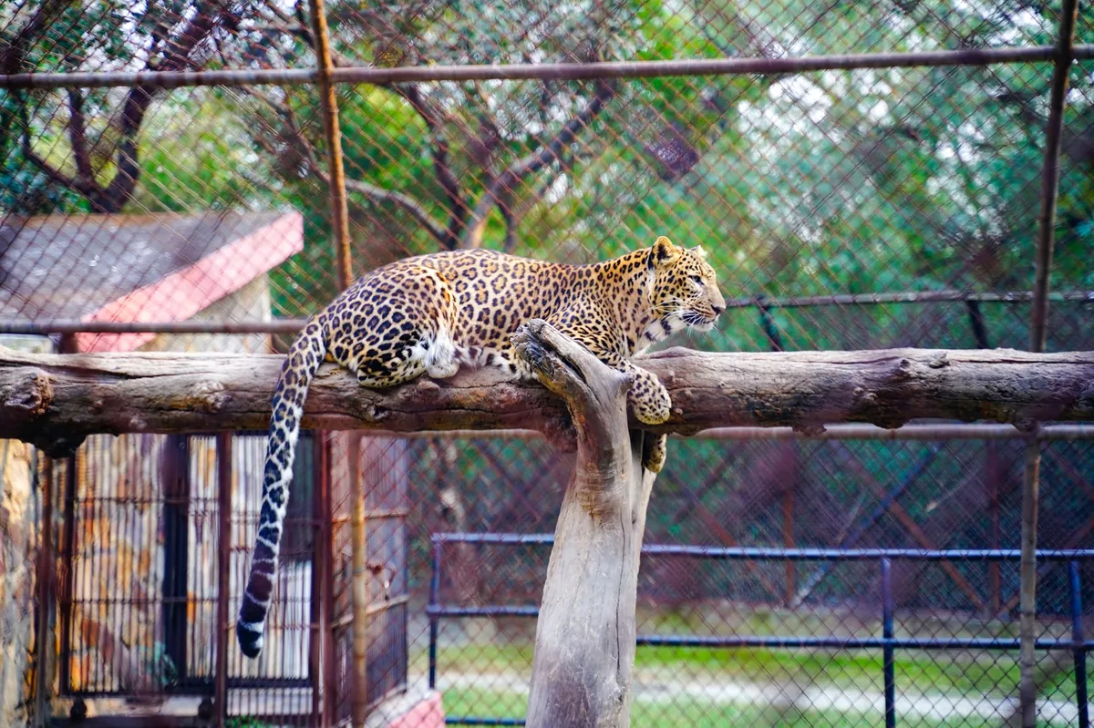 DEBATE EN EL CONCEJO | Impulsan la privatización del Bioparque de La Plata para reflotar el predio