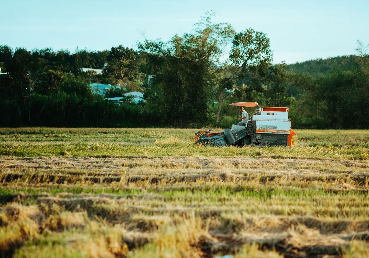 CRISIS EN EL CORDÓN VERDE | Producir para tirar: la dramática crisis que azota a los quinteros platenses