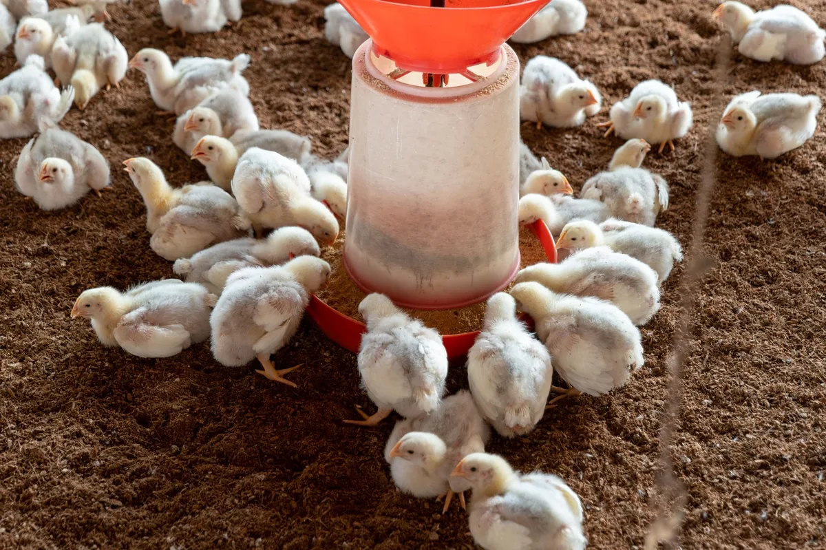 TRANSFORMACIÓN EN LA DIETA | Histórico: el pollo superó a la carne vacuna en la mesa argentina