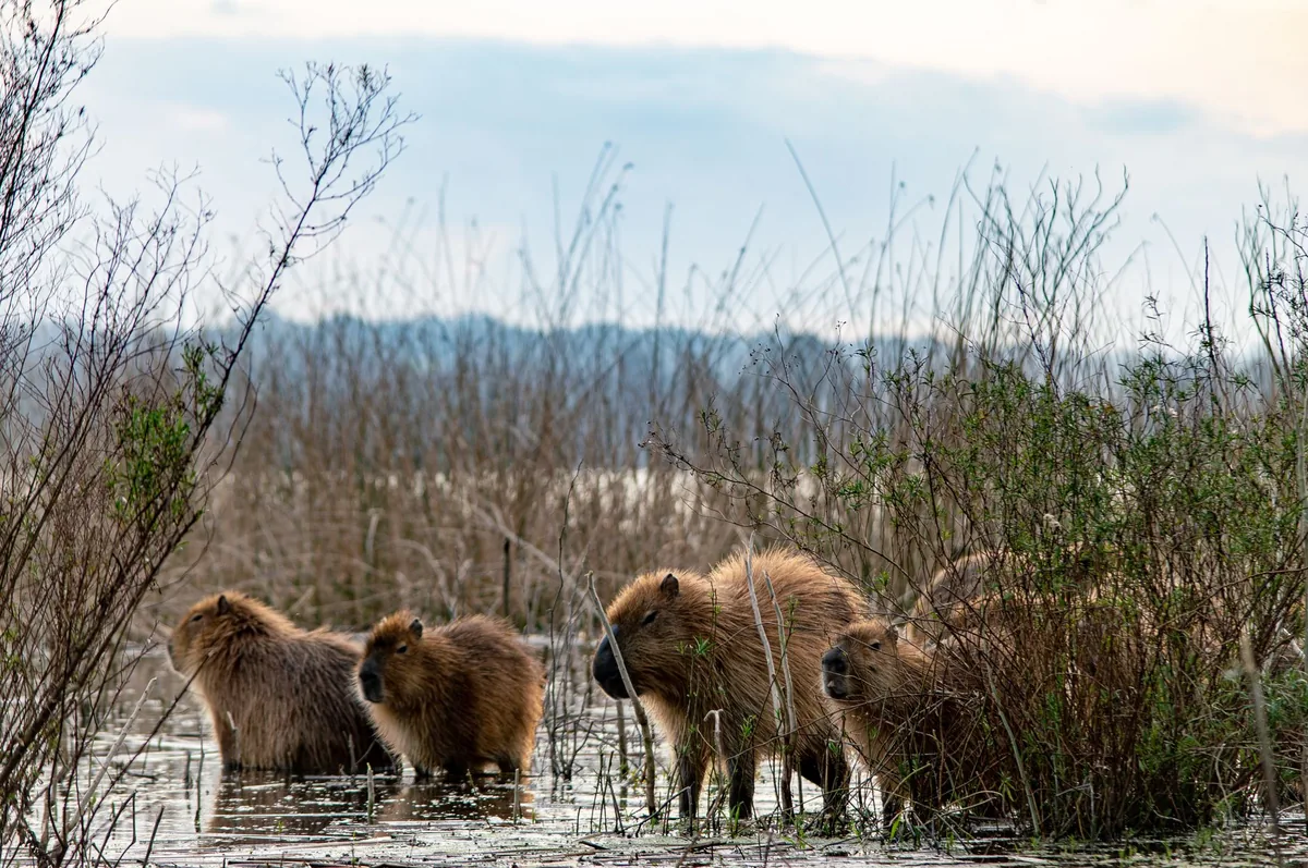 FAUNA SILVESTRE Y URBANIZACIÓN | Disparos en Nordelta: cuando el avance inmobiliario choca con los dueños originales del humedal